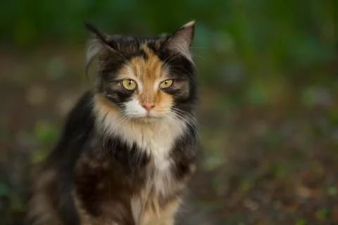 Tortoiseshell Cat Stockfoto's
