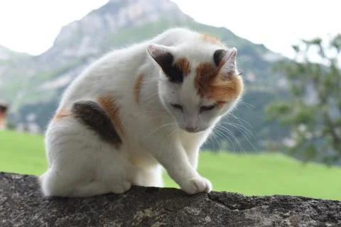 Tortoiseshell cat Stock Photos