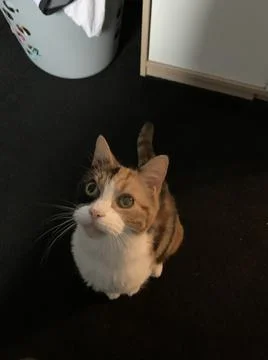 Tortoiseshell Cat Stock Photos