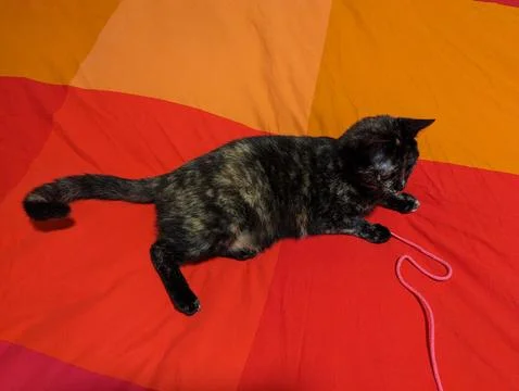 Tortoiseshell cat Fotos de archivo