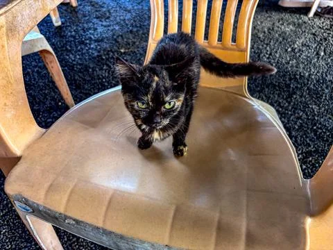 Tortoiseshell cat Stock Photos