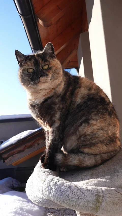 Tortoiseshell cat on plush bed under chalet eaves in winter sun Stock Footage 331956437