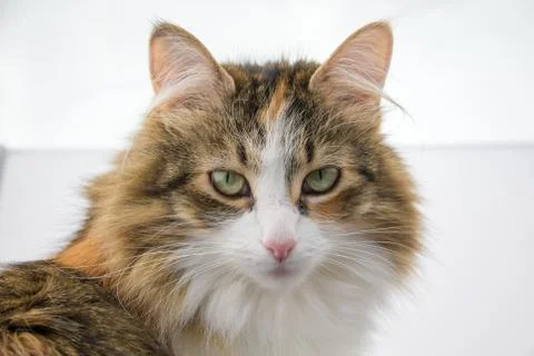 Tortoiseshell cat portrait Stock Photos