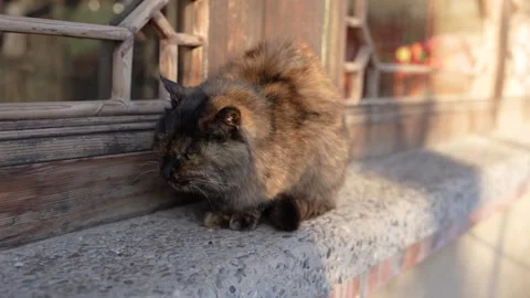 Tortoiseshell cat resting and sunbathing on balcony close to camera Stock Footage 261809852