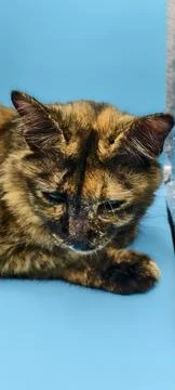 Tortoiseshell cat resting on a light blue surface Fotos Stock