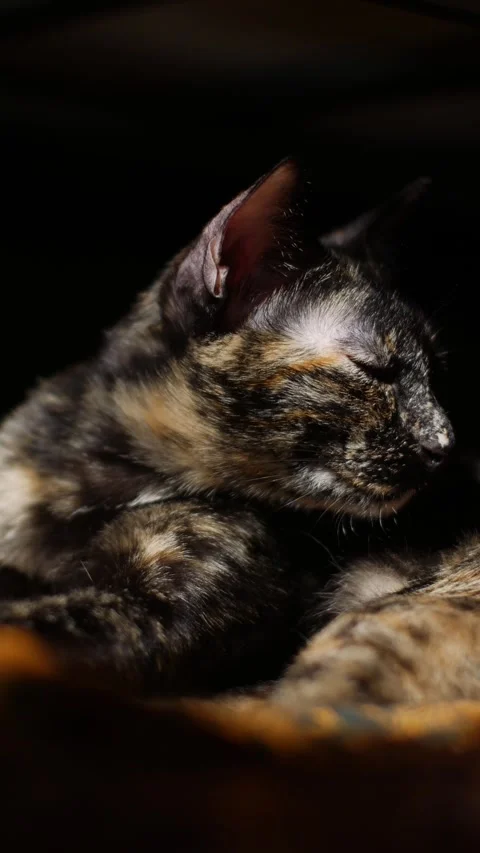 Tortoiseshell Cat Resting Portrait Видео 322210946