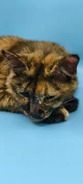 Tortoiseshell cat resting quietly on a light blue surface. Fotos Stock