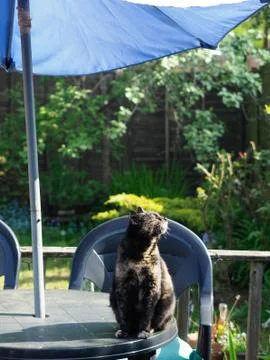 Tortoiseshell cat sat on garden table under umbrella sniffing the air close up Stock Photos