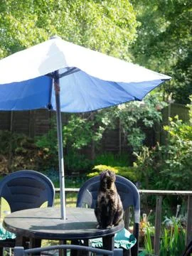 Tortoiseshell cat sat on garden table under umbrella sniffing the air Stock Photos