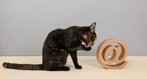 Tortoiseshell cat with at sigh 스톡 사진