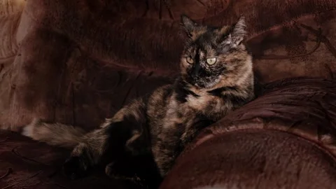 A tortoiseshell cat sits on a brown textured sofa in a home interior Stock Footage 344426713