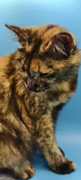 Tortoiseshell cat sitting against a light blue backdrop 스톡 사진