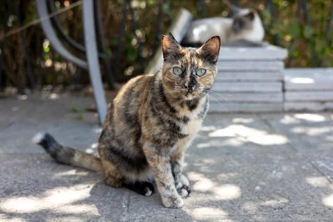 Tortoiseshell cat sitting outdoors looking at camera Stock Photos