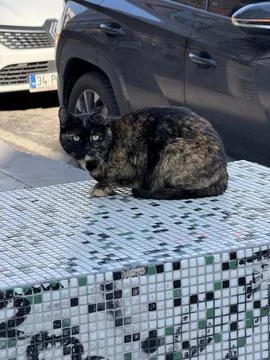 Tortoiseshell cat sitting on tiled surface outdoors, with cars in background 写真素材