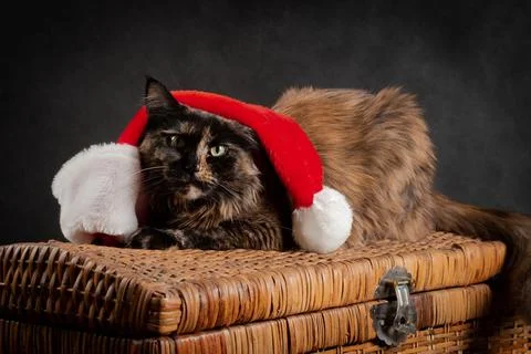 Tortoiseshell cat sitting under New Year cap on a wicker chest Stock Photos