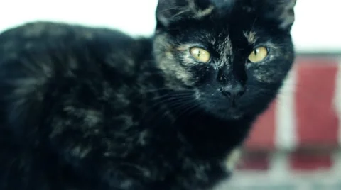 Tortoiseshell cat - Slow pan in Stock Footage 56037412