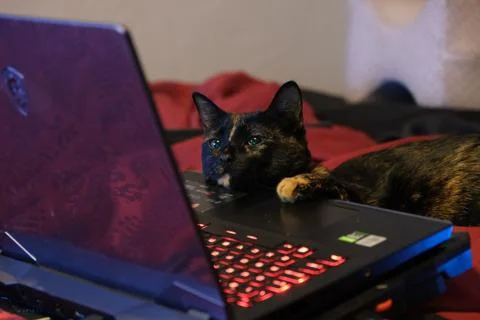 Tortoiseshell cat using laptop atop red bed sheet Stock Photos