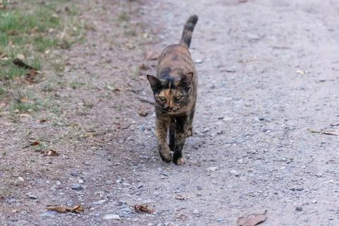Tortoiseshell Cat Walking On Dirt Path Stock Photos