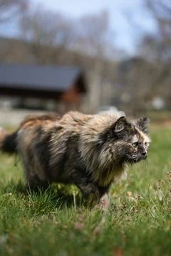 Tortoiseshell cat walking in green grass on a farm Stock Photos