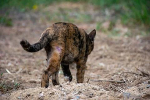 Tortoiseshell Cat Walking Outdoors Stock Photos