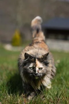 Tortoiseshell cat walking through green grass outdoors Stock Photos