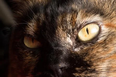 Tortoiseshell cat's face Stock Photos