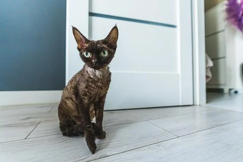 Tortoiseshell Devon Rex cat sitting on the floor Stock Photos
