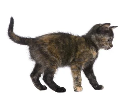Tortoiseshell kitten (2 months) Stock Photos
