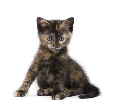 Tortoiseshell kitten (2 months) Stock Photos