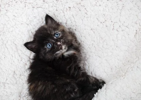 Tortoiseshell kitten cat Stock Photos