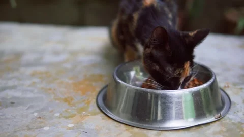 Tortoiseshell kitten eating dry kibble from a bowl Video stock 328688312
