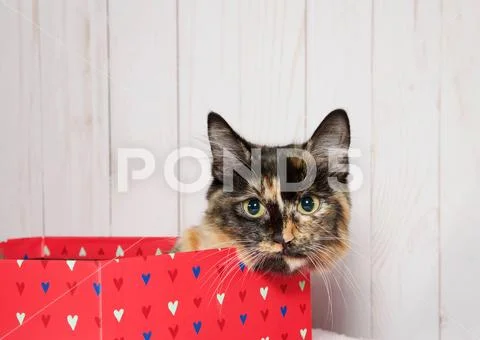 Tortoiseshell kitten laying in a bright pink box with hearts on it looking di Stock Photos