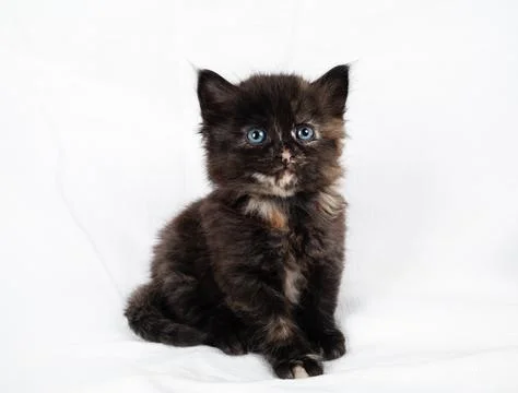 Tortoiseshell kitten sitting Stock Photos