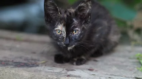 Tortoiseshell kitten is sitting on the wooden block and looking around Stock Footage 282976366