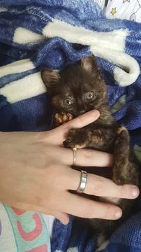 Tortoiseshell kitten snuggled up in its blanket Stock Photos