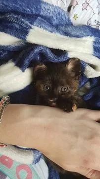 Tortoiseshell kitten snuggled up in its blanket Stock Photos