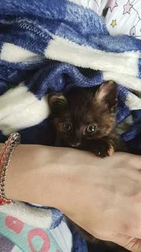 Tortoiseshell kitten snuggled up in its blanket Stock Photos