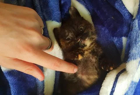 Tortoiseshell kitten snuggled up in its blanket Stock Photos
