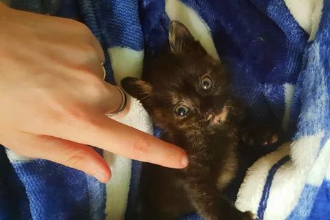 Tortoiseshell kitten snuggled up in its blanket Stock Photos