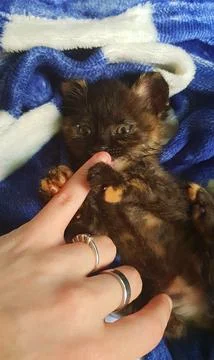 Tortoiseshell kitten snuggled up in its blanket Stock Photos