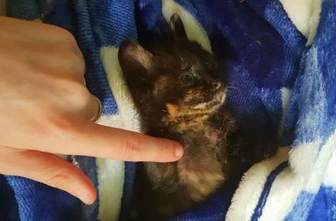 Tortoiseshell kitten snuggled up in its blanket Stock Photos