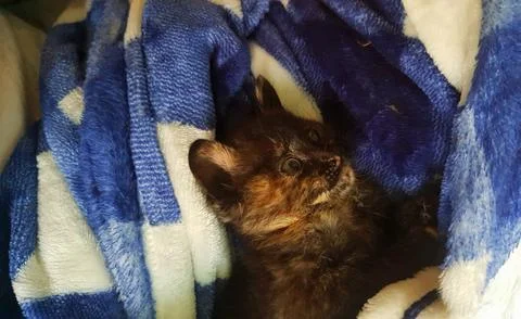 Tortoiseshell kitten snuggled up in its blanket Stock Photos