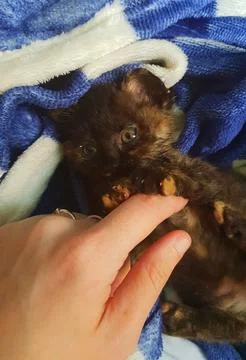 Tortoiseshell kitten snuggled up in its blanket Stock-Fotos
