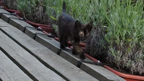 Tortoiseshell kitten is walking towards to the camera alongside garden plants Stock Footage 281572861