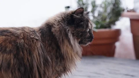 Tortoiseshell long-haired cat exploring a balcony Stock Footage 340143110