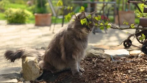 Tortoiseshell Maine Coon cat in backyard. Young cute female cat Stock Footage 107868576
