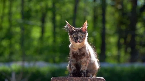 Tortoiseshell maine coon kitten Stock Footage 130016322