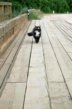 Tortoiseshell nice cat walks alone on wooden bridge at summer Stock Photos