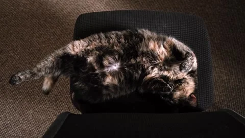 A tortoiseshell sleeping cat lies on back stretched out on a black office chair Stock Footage 344109576