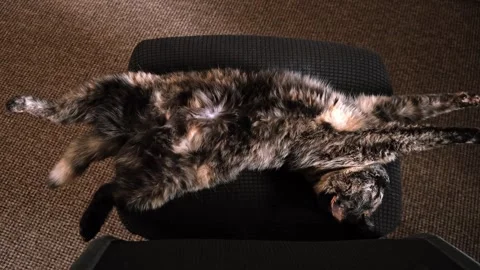 A tortoiseshell sleeping cat lies on back, wakes up stretching on a black Stock Footage 344109669